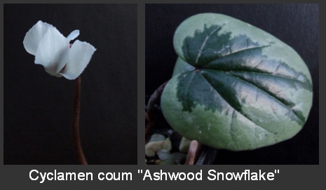 Pure white Cyclamen coum